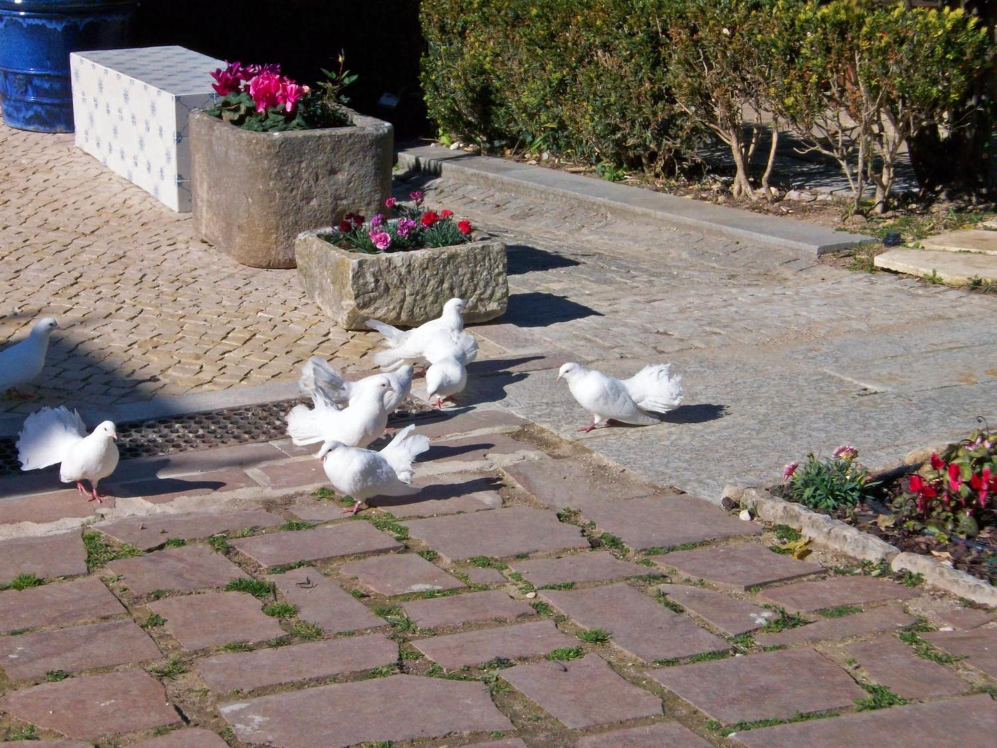 Villa Das Rosas Sintra Ngoại thất bức ảnh